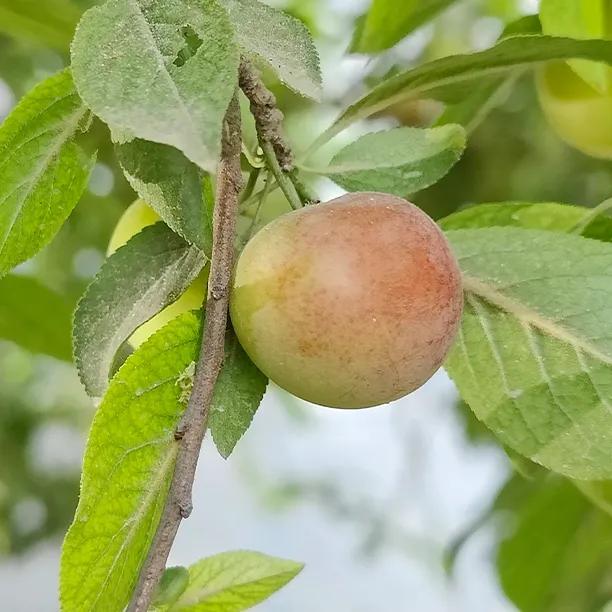 Cambridge Gage fruit on tree