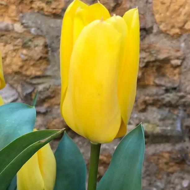 Candela Tulip (Tulipa Candela) Img 1