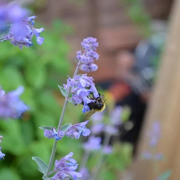 Walker's Low Nepeta