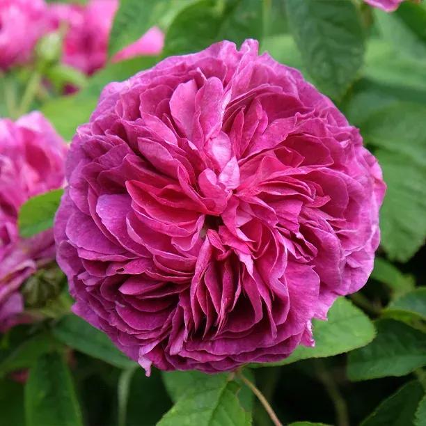 Charles de Mills Gallica Rose