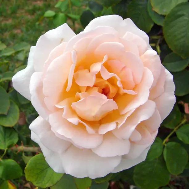 The Churchill Rose