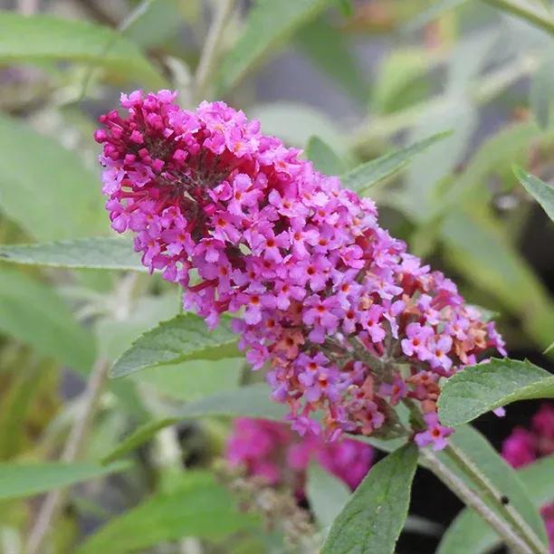 Candy Pink Buddleja Flower