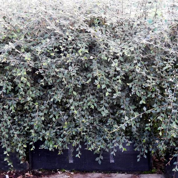 Cotoneaster Franchetii Trough