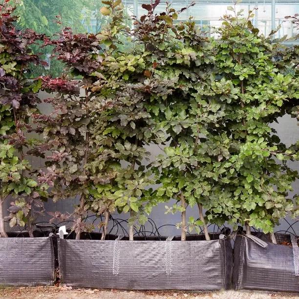 Copper Beech Hedging Trough