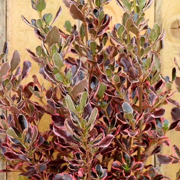 Eclipse Coprosma Plants For Sale Ashridge