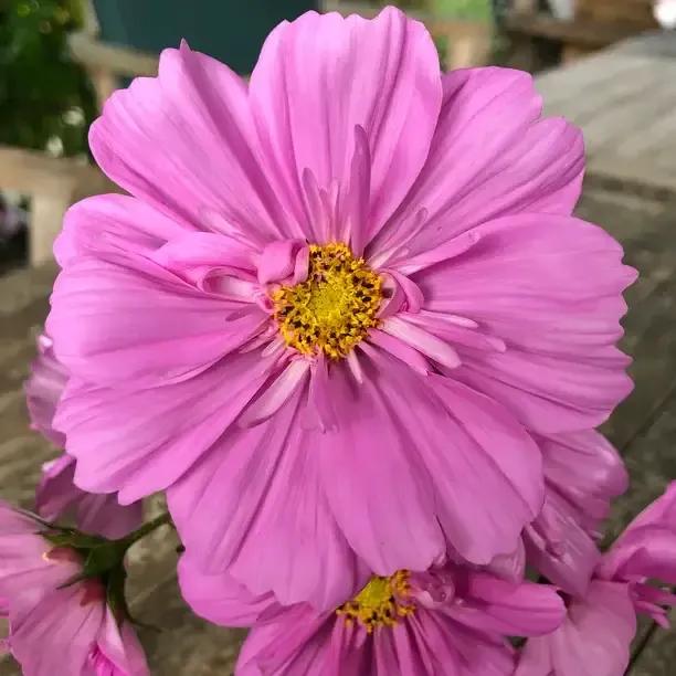 Double Click Rose Bon Bon Cosmos Plants