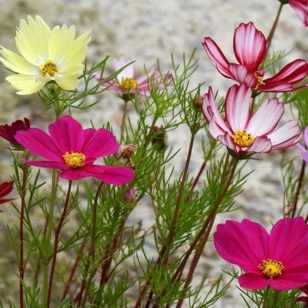 Cosmos Flower Collection