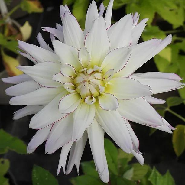  Crazy Love Dahlia Flower