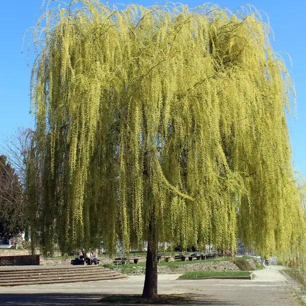 Cricket Bat Willow Big Trees for Sale Ashridge
