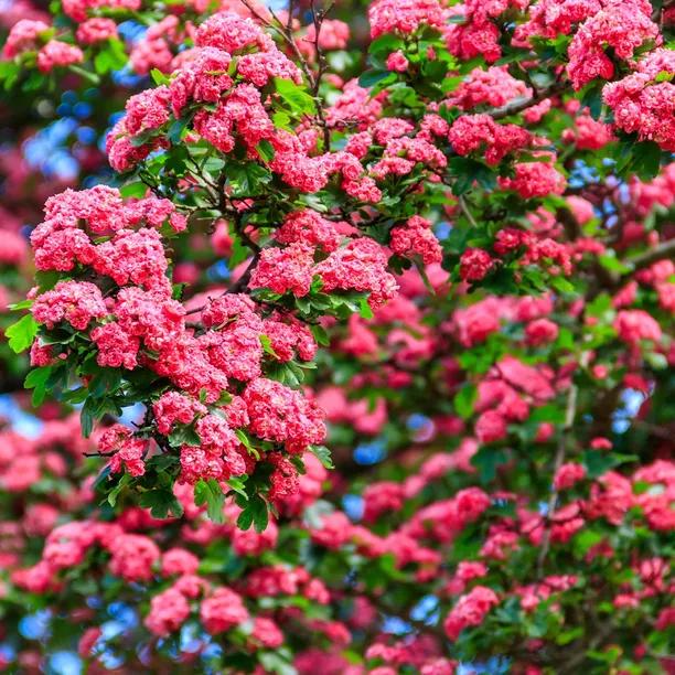 Crimson Cloud Hawthorn blossom