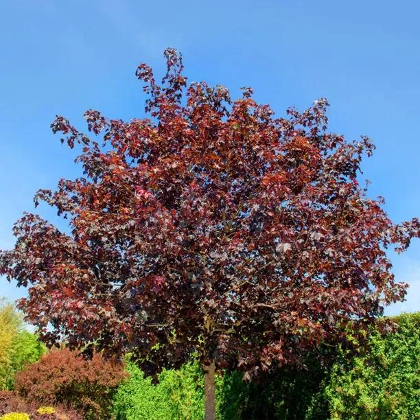 Crimson Sentry Maple Tree (Acer platanoides Crimson Sentry)