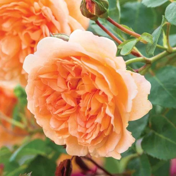 Dame Judi Dench┬« Shrub Rose Plants