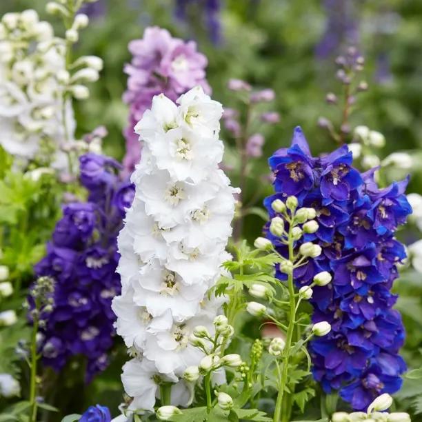 Delphinium Guardian Series for Sale, UK Grown | Ashridge