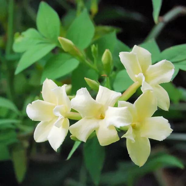 Devon Cream Jasmine (Jasminum officinale Clotted / Devon Cream)
