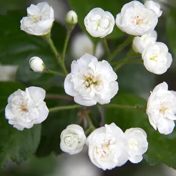 English Double White Hawthorn