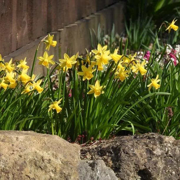 Dwarf Daffodil Collection