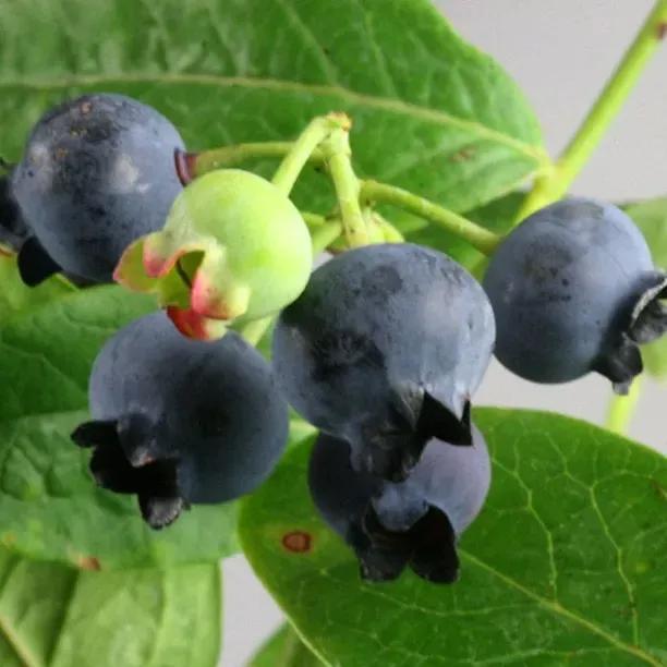 Earliblue Blueberries