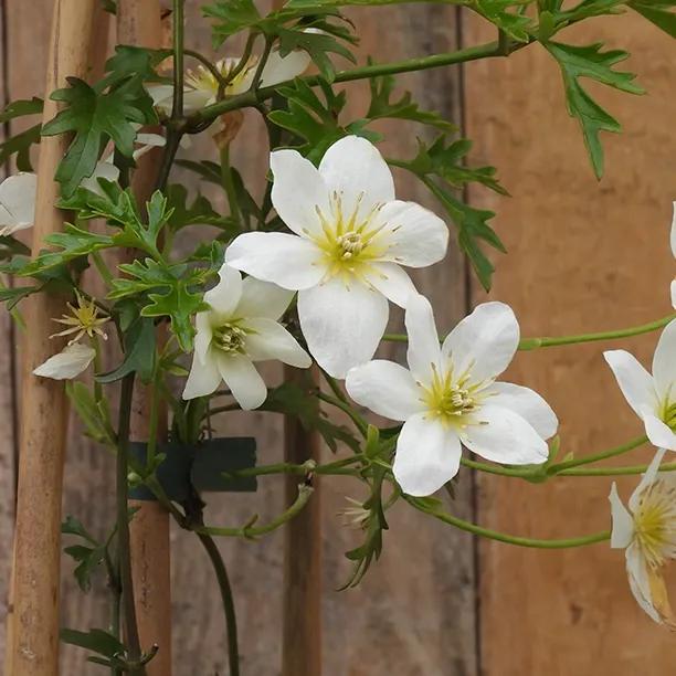 Early Sensation Clematis Flowers