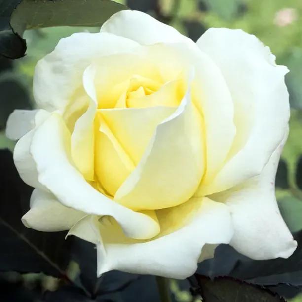 Elina Hybrid Tea Rose