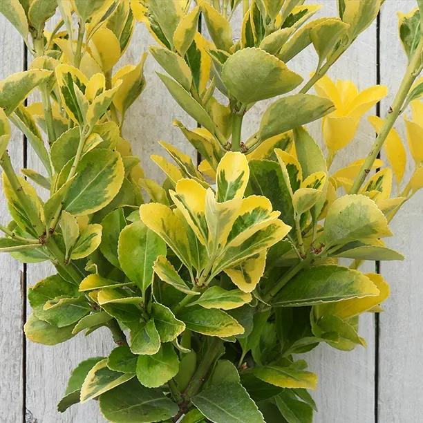 Ovatus Aureus Japanese Spindle Hedge Plants