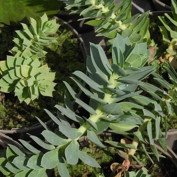 Myrsinites Euphorbia