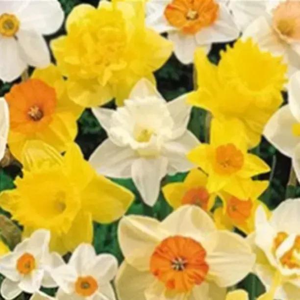 Daffodil Mix, Exotic & AGM Winning