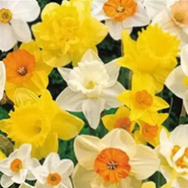 Daffodil Mix, Exotic & Agm Winning