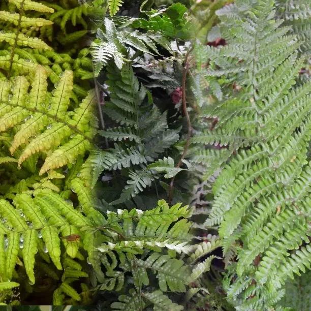 Fern Plant Collection