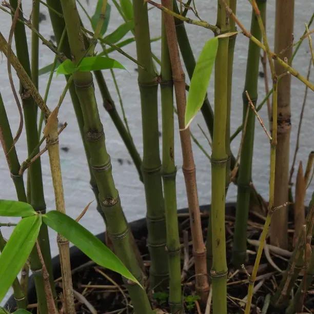 Golden Fish Pole Bamboo Plants