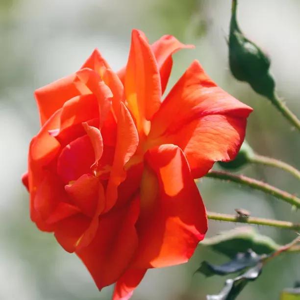 For You With Love Floribunda Rose