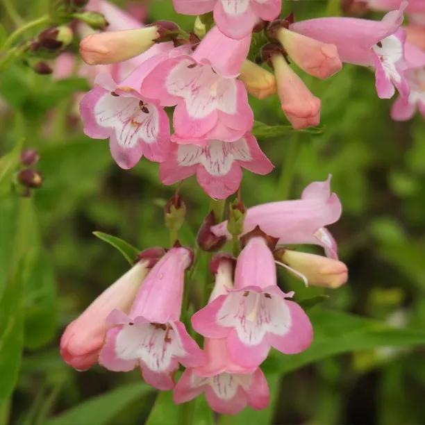 Fujiyama Penstemons