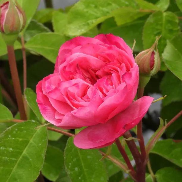 Gertrude Jekyll┬« Rose Plants