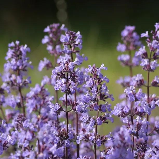 Six Hills Giant Nepeta