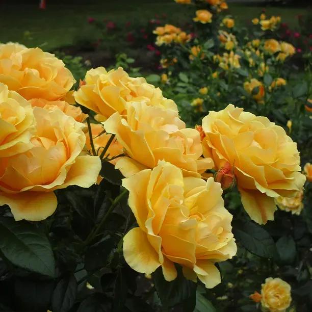  Golden Delicious Hybrid Tea Roses