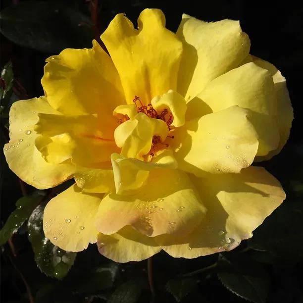 Golden Showers Yellow Rose Head
