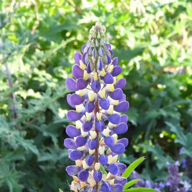 The Governor Lupin Plants (Lupinus polyphyllus The Governor)