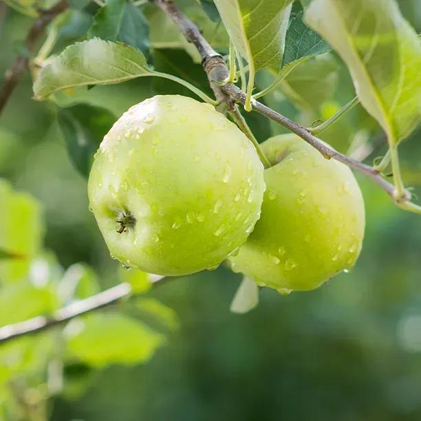 Granny Smith Apple Trees