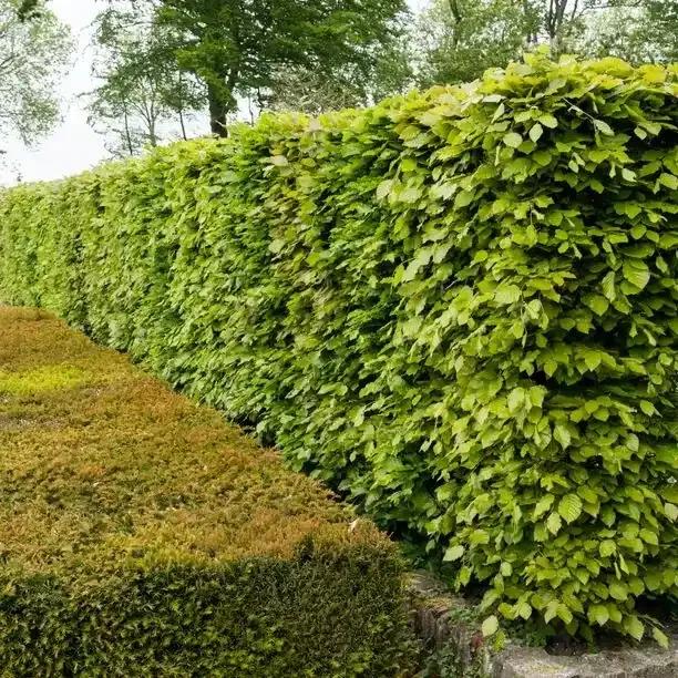 Green Beech Hedging