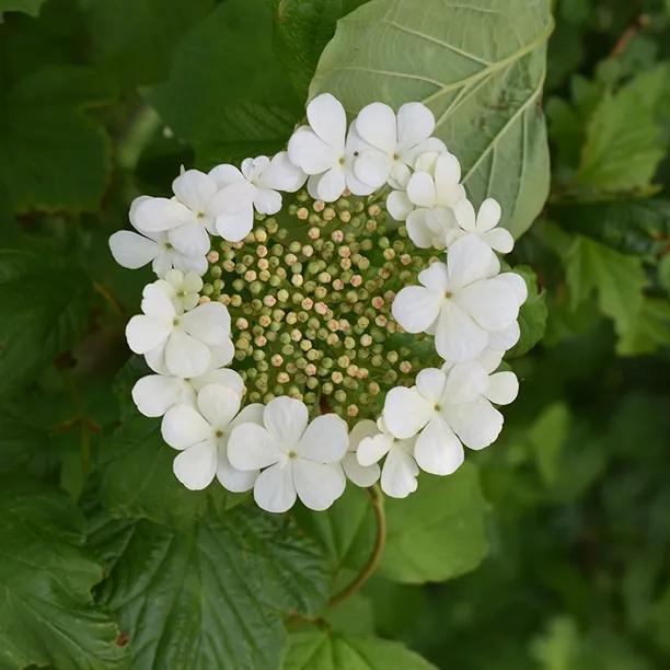 Guelder Rose (Viburnum opulus) 1