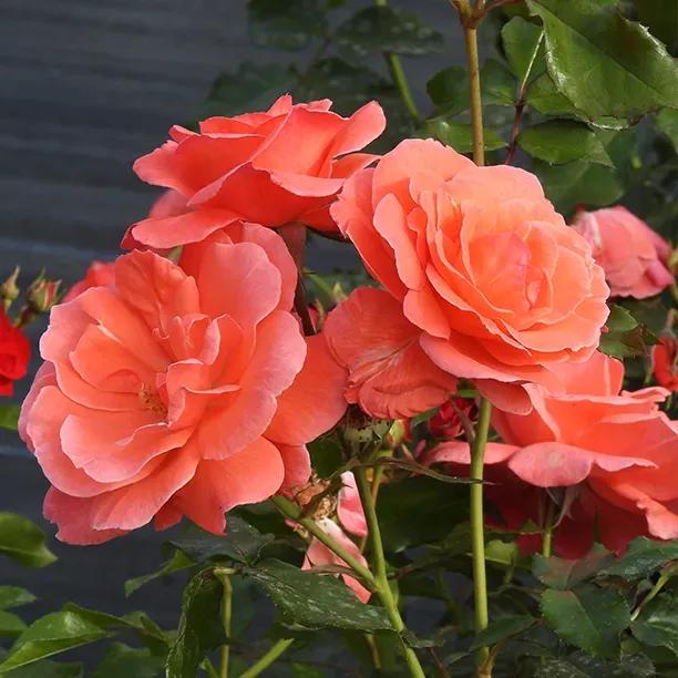 Happy Anniversary Roses