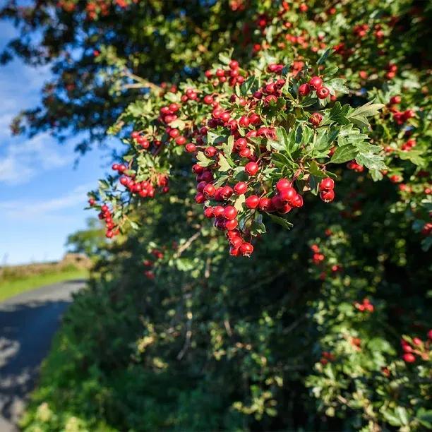 Berries on a Hawthorn Hedge