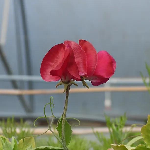 Henry Thomas Sweet Pea Flower