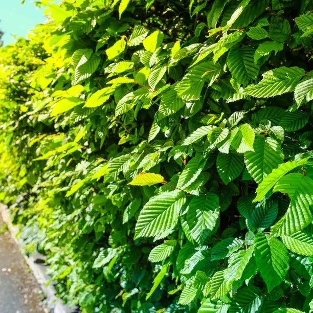 Hornbeam hedge