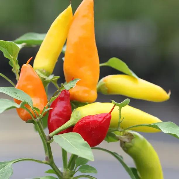 Hot Banana Chilli Plants for Sale, UK Grown Ashridge