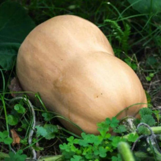 Hunter Butternut Squash Plants for Sale, UK Grown Ashridge