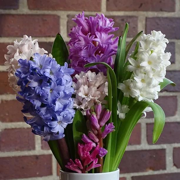  Hyacinth Collection 