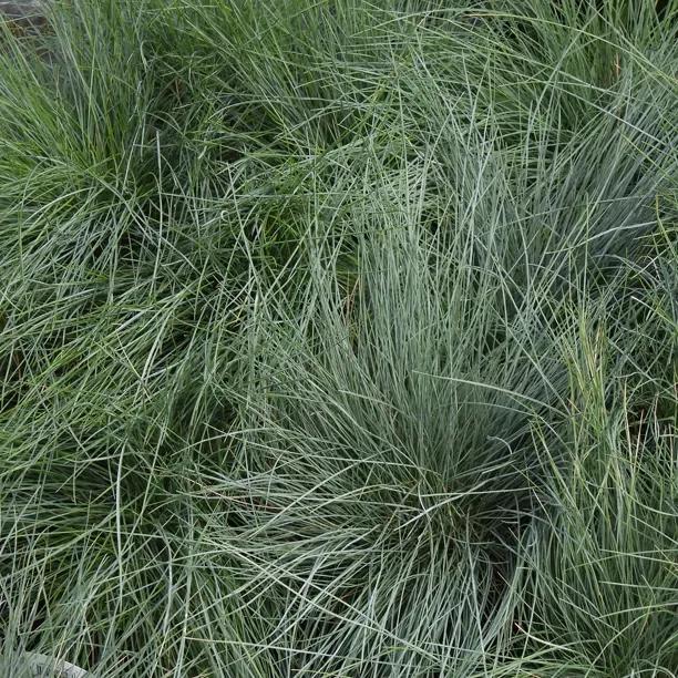 Intense Blue Fescue Grass (Festuca glauca Intense Blue)