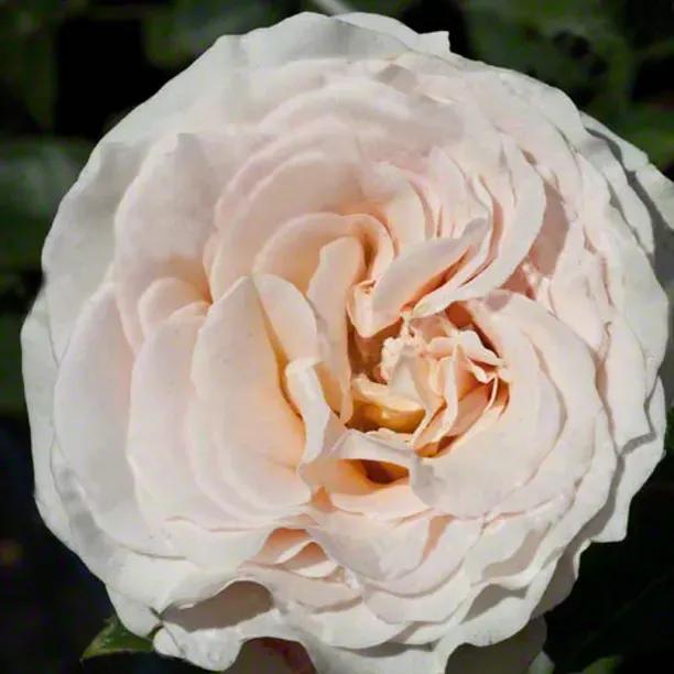 Isnt she lovely hybrid tea rose
