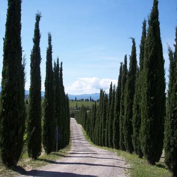 Italian Cypress Trees Lining a Path