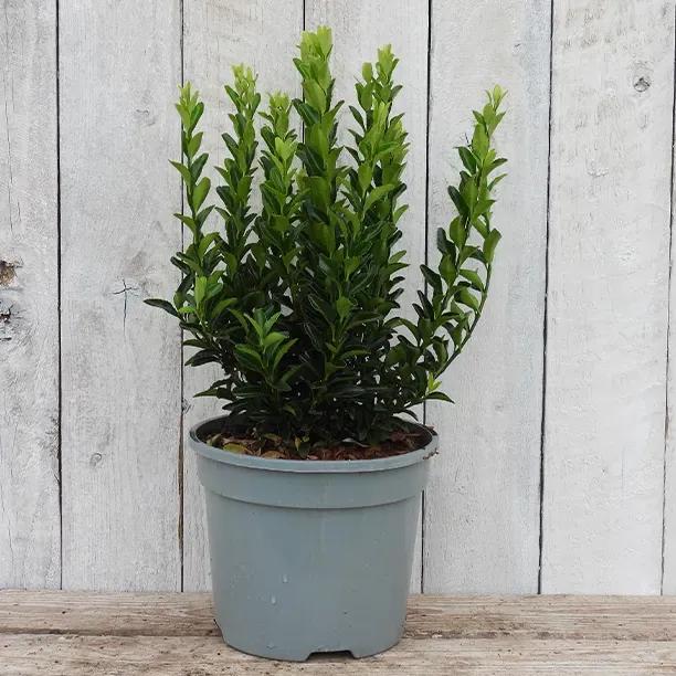Jean Hugues Potted Spindle Shrub